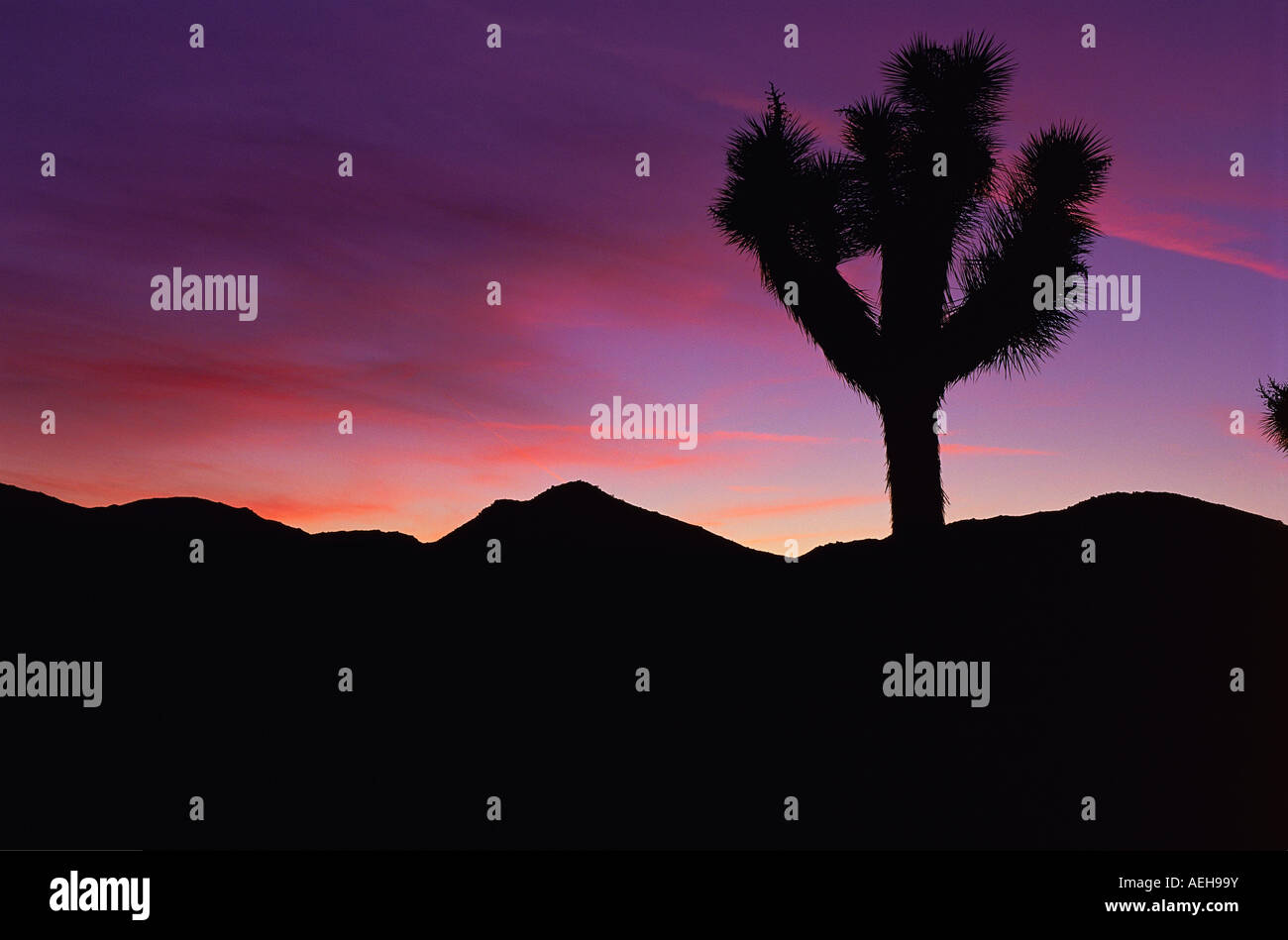 Joshua Tree Wüste bei Sonnenuntergang. Stockfoto