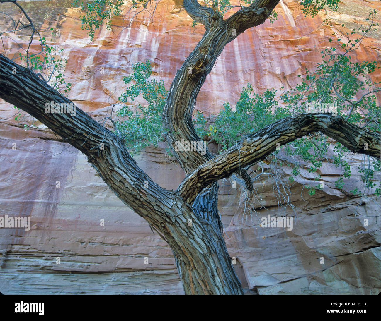 Pappel Baum in Escalante Canyon Grand Staircase Escalante National Monument Utah Stockfoto