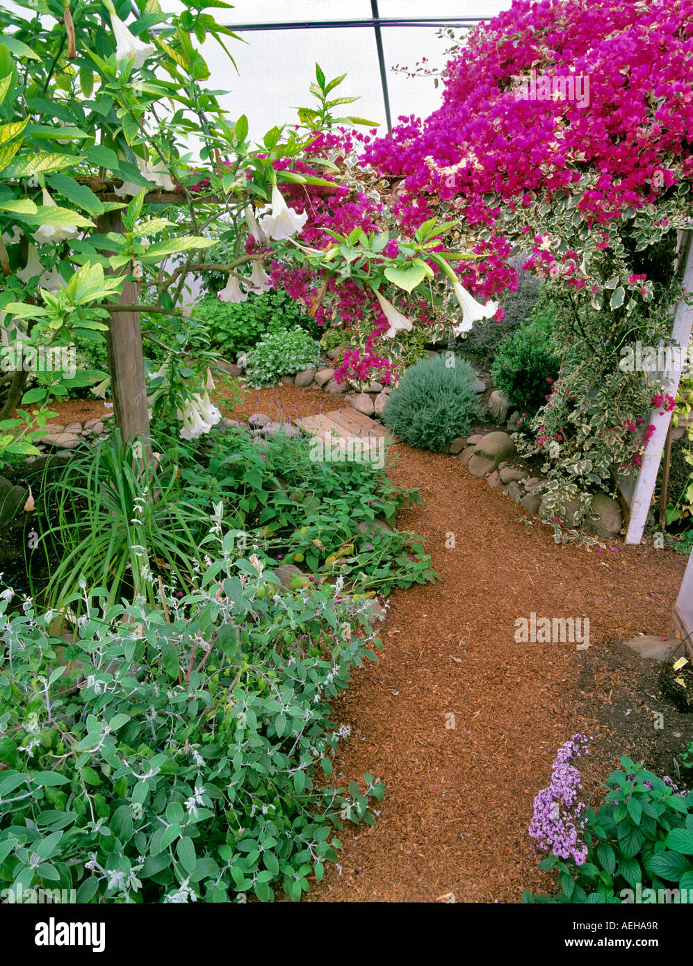 Gewächshaus-Kräuter mit blühenden Bogenvia der Thymian Garten Alsea Oregon Stockfoto