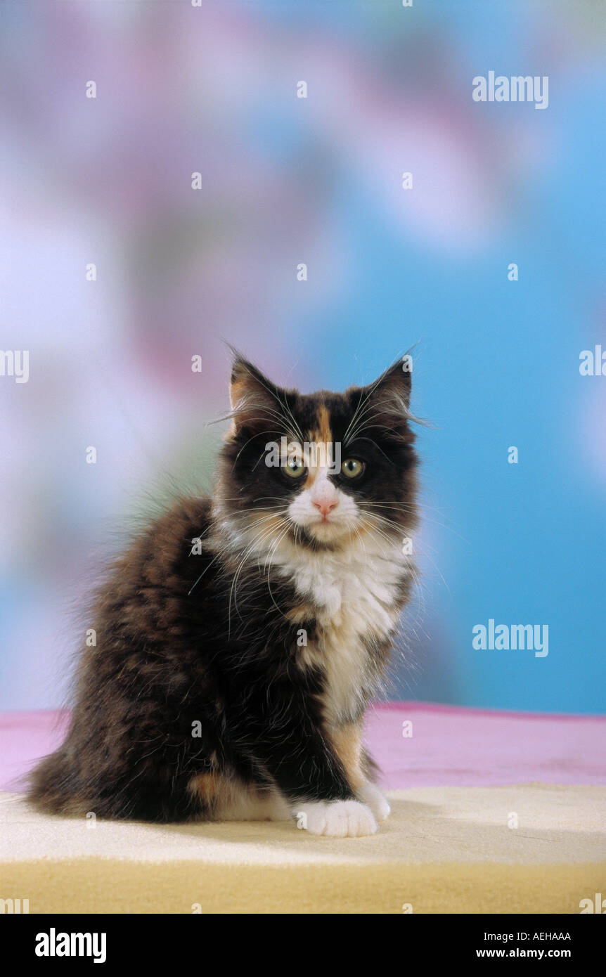 junge norwegische Waldkatze - sitzen Stockfoto