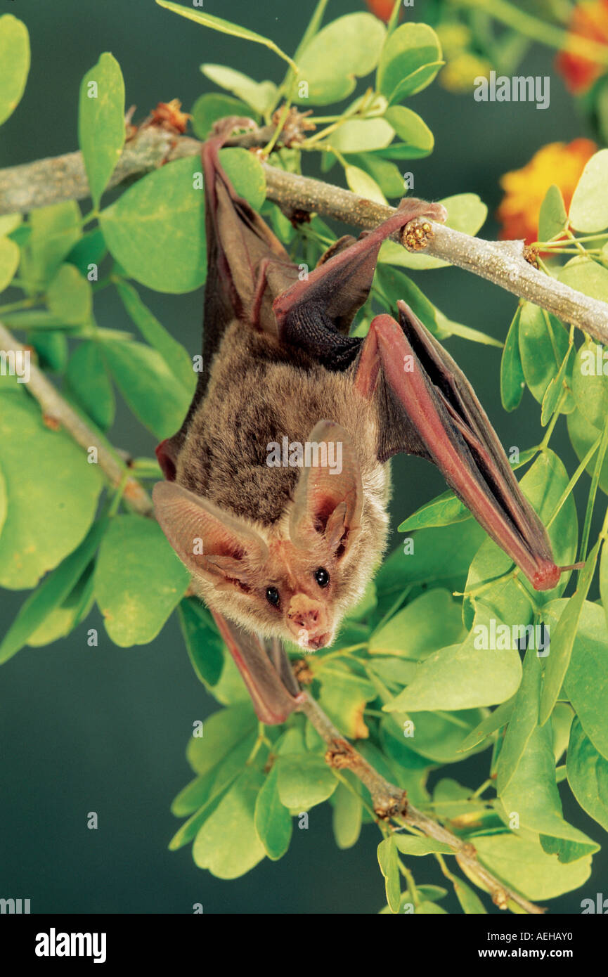 California Blatt-gerochene Fledermaus Stockfoto