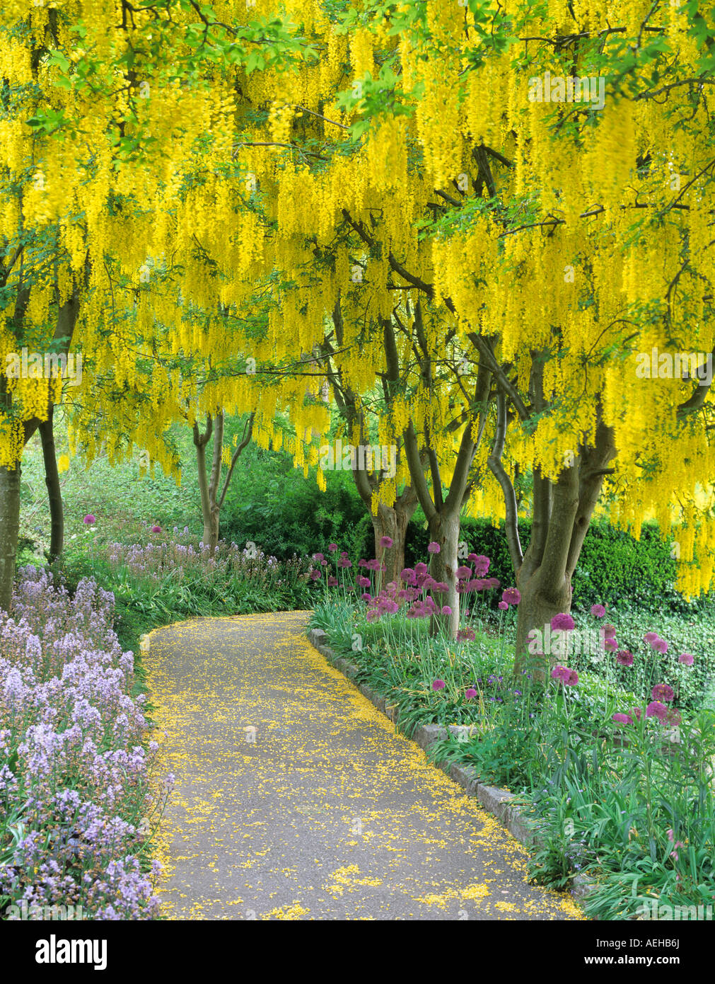 Goldenchain Baum Laburnum Watereri und blühende Zwiebeln VanDusen Botanical Garden Vancouver BC Stockfoto