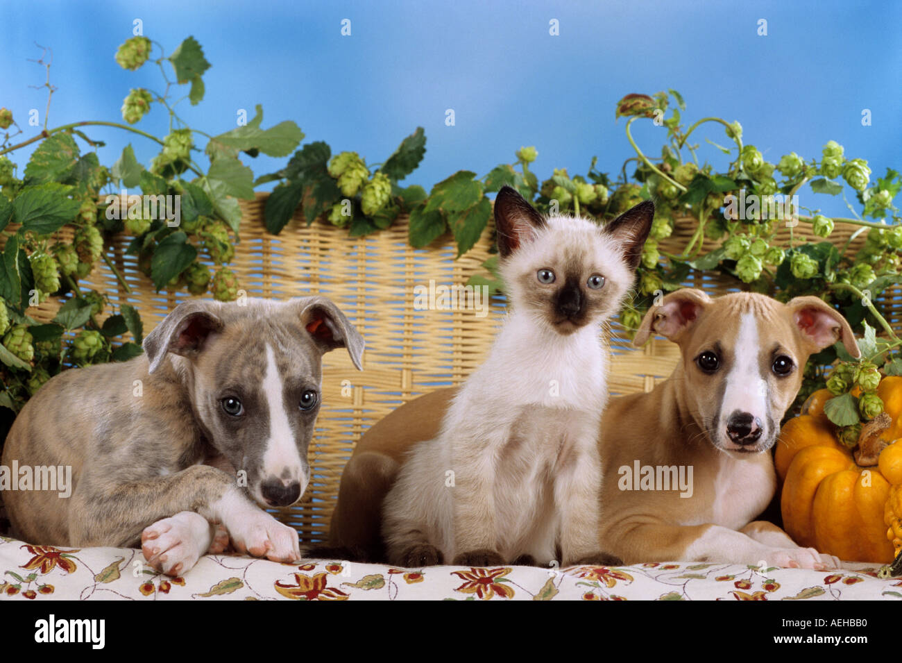 Tier-Freundschaft: junge siamesische Katze zwischen zwei Whippet Hunde -  Welpen Stockfotografie - Alamy