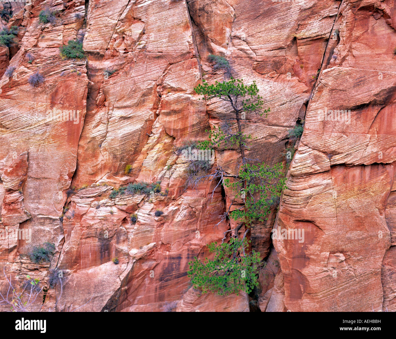 Ponderosa-Kiefer wächst in Sandstein Zion Nationalpark, Utah Stockfoto