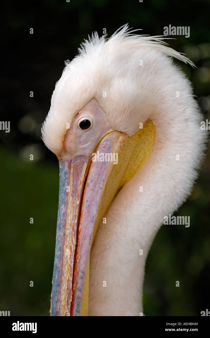 Pelikan Pelecanus Onocrotalus Stockfoto