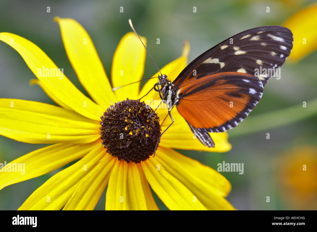 Goldene Helicon Heliconius Aigeus auf Black Eyed Susan Blume Portland Oregon Zoo Stockfoto