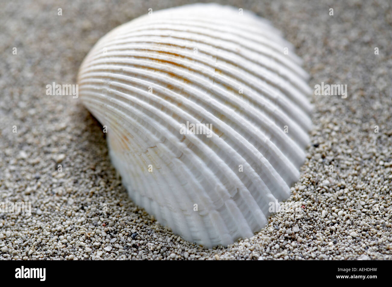 White Ark Muschel und Strandsand Stockfoto