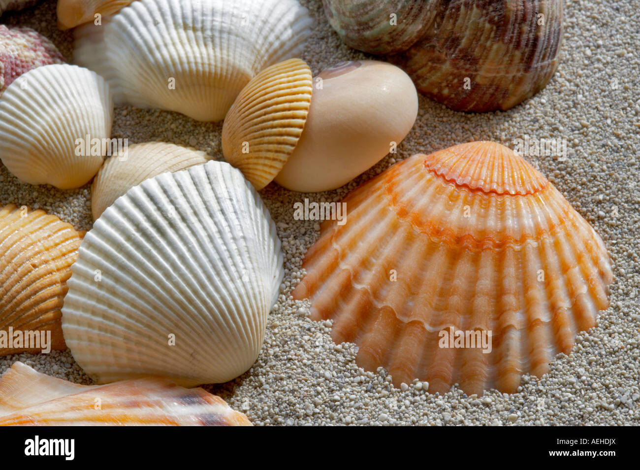 Orange Jakobsmuscheln und White Ark Muscheln und Strandsand Stockfoto
