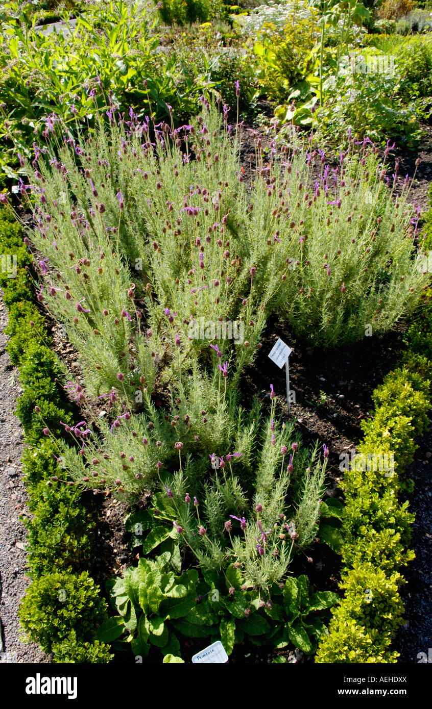 Französischer Lavendel wächst in der Physic Garden Cowbridge Vale von Glamorgan South Wales UK Stockfoto