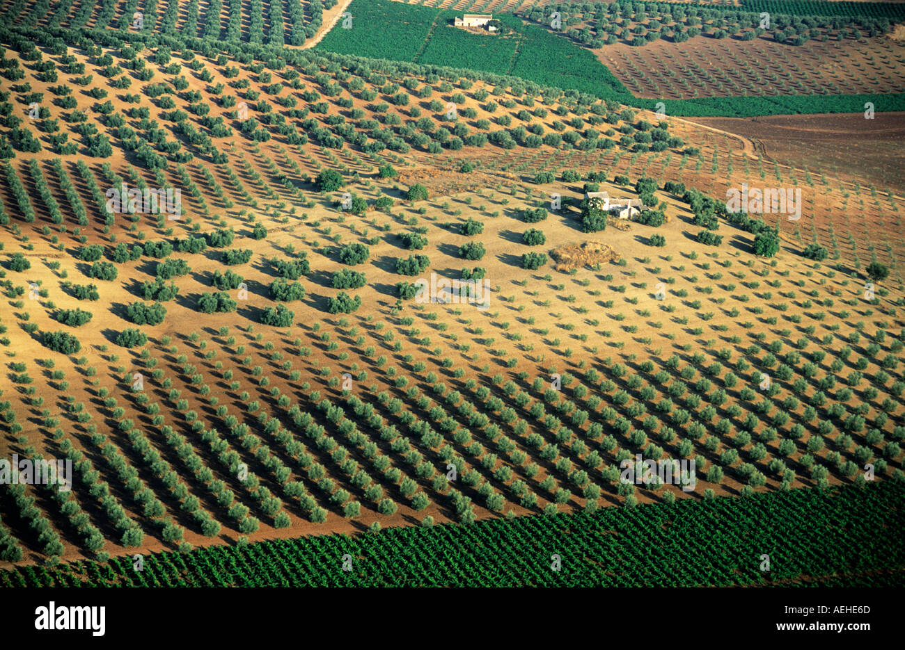 Olivenhaine Luftaufnahmen Landwirtschaft Spanien Stockfotografie Alamy