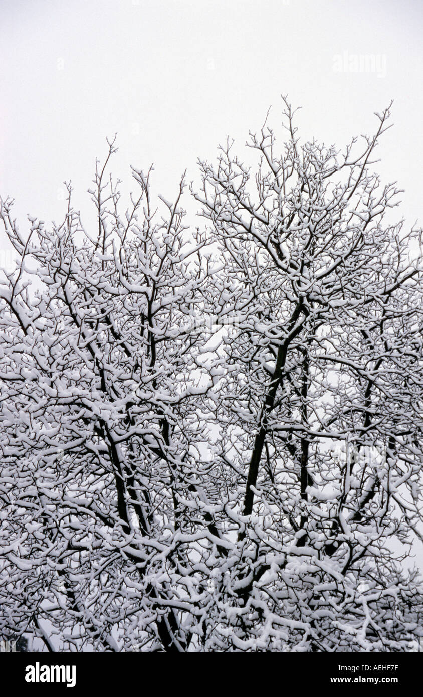 Geschwungene Konturen der Äste, mit einer Bedeckung von Schnee. Monotone Bild. Stockfoto