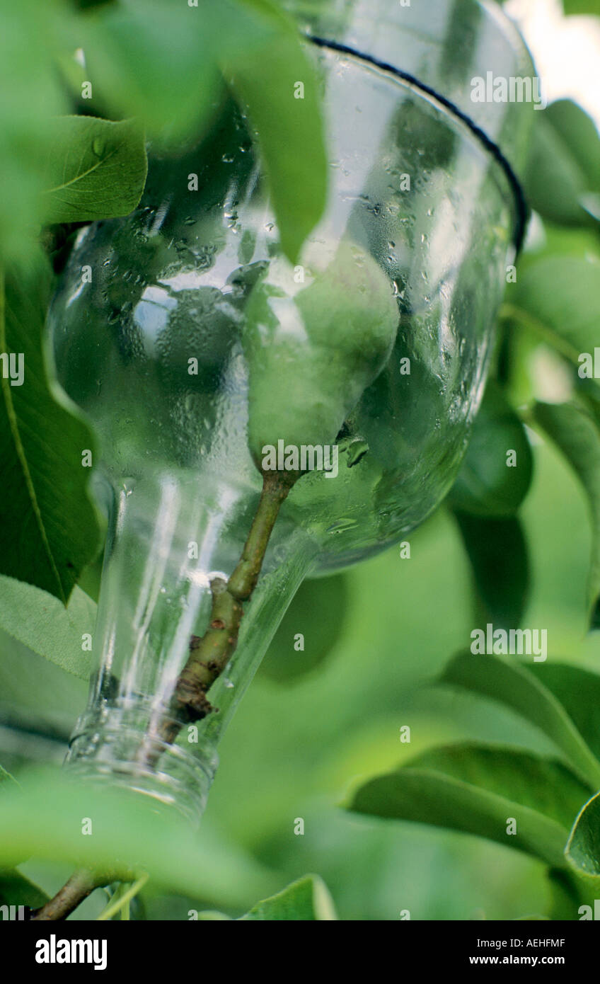 William´s Birne in der Flasche Stockfotografie - Alamy
