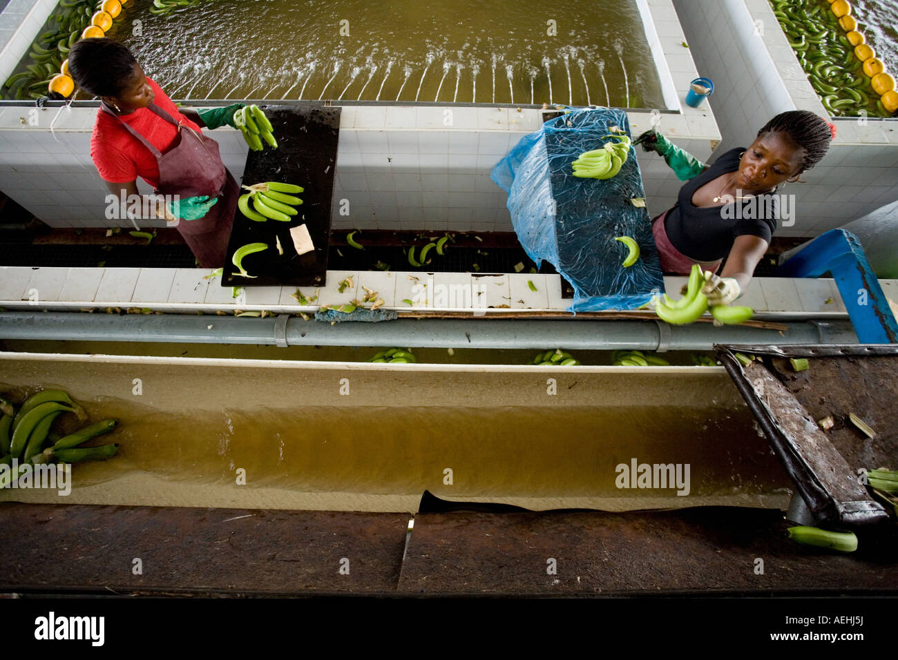 Frauen schneiden Bananen vor dem werfen sie im Pool zum Waschen auf Plantage in Ghana Westafrika Stockfoto