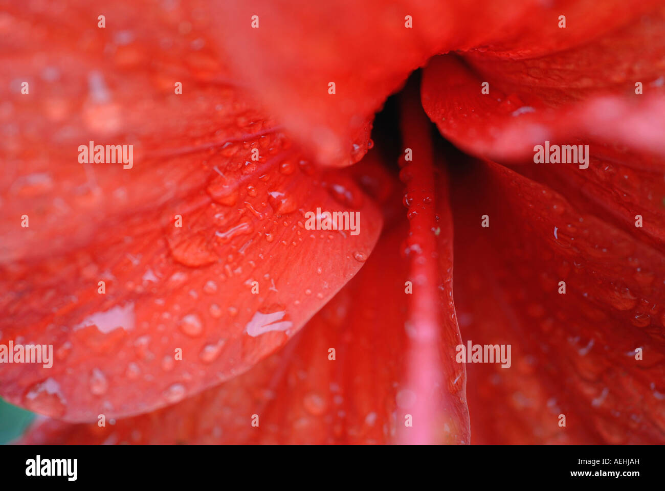 Eine Nahaufnahme von einer roten Blume nach dem Regen Stockfoto