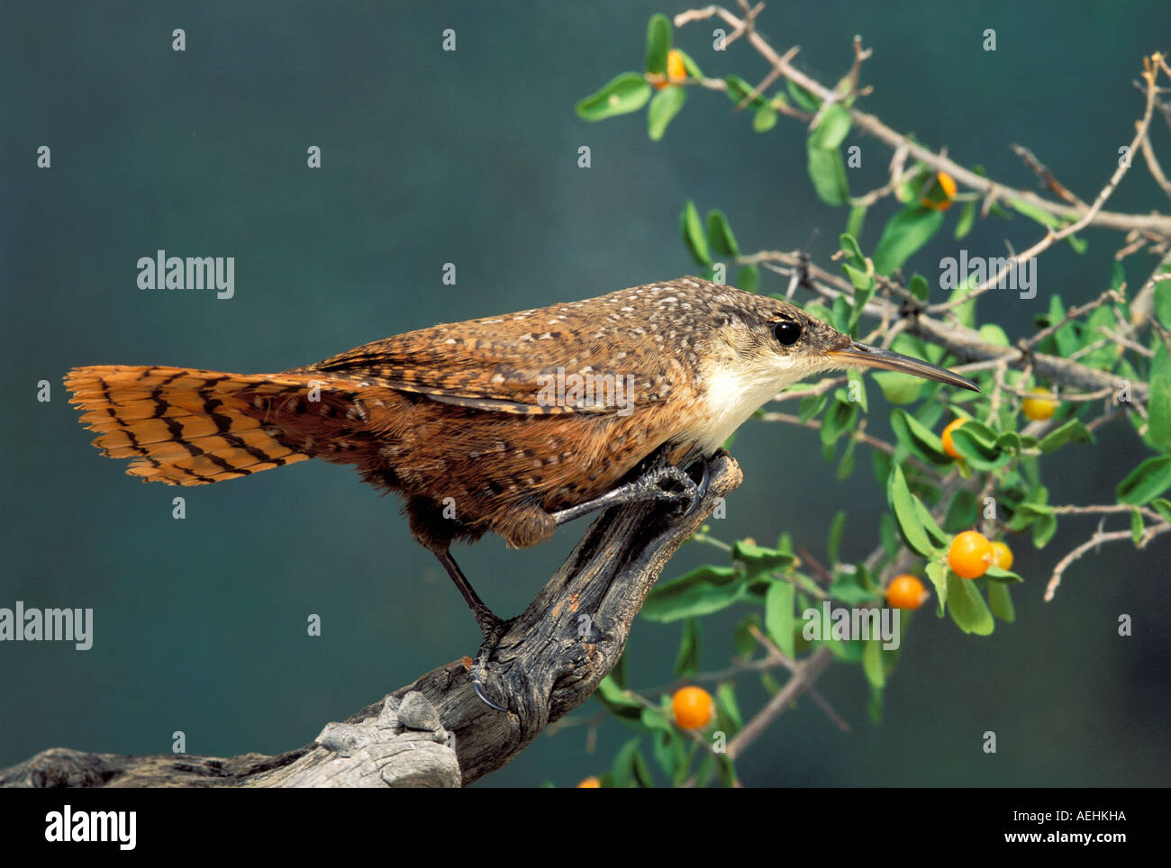 Canyon Wren Stockfoto