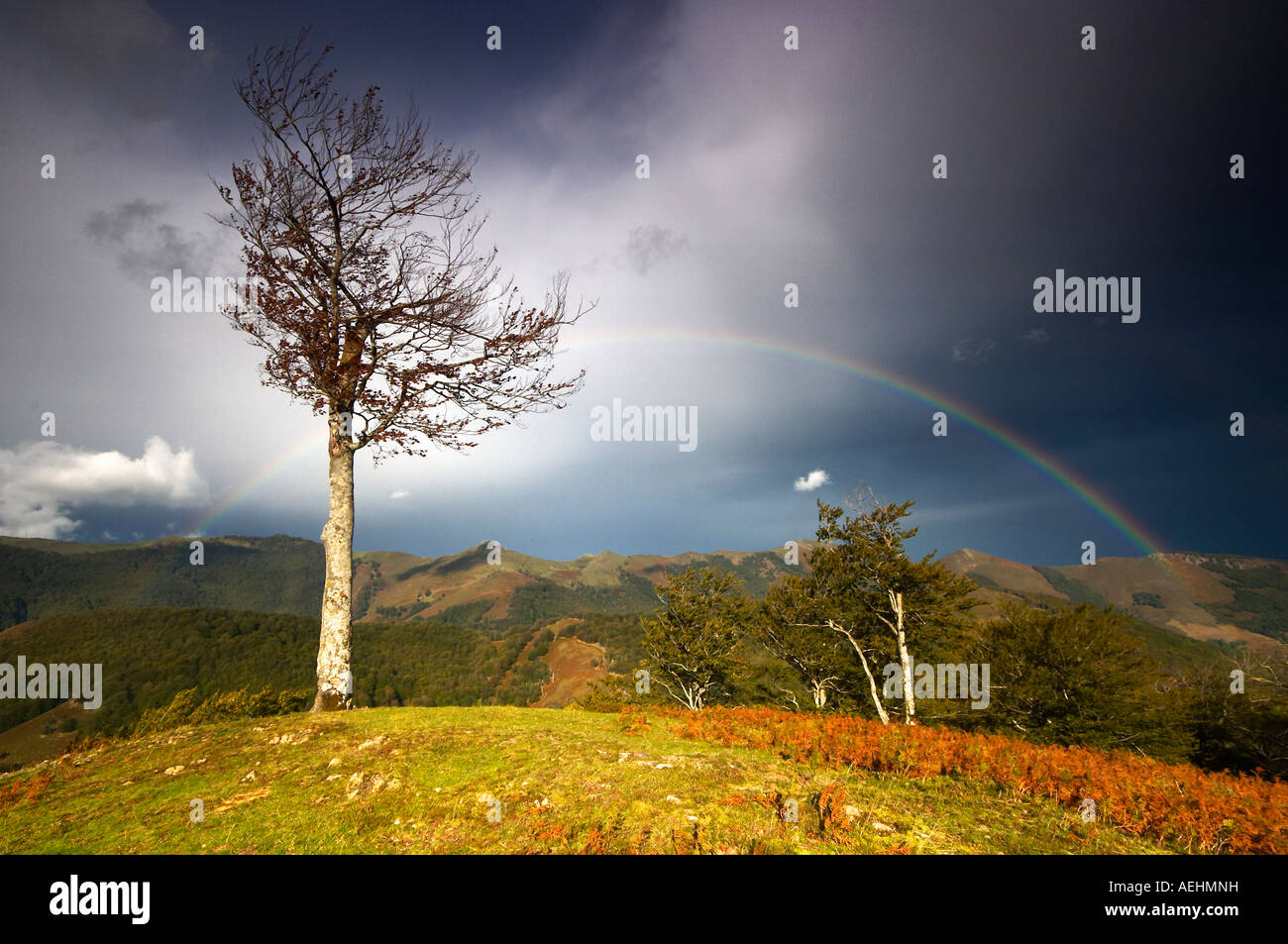 Arco Iris y Haya Quinto Real Kintoa Navarra España Regenbogen und Buche Navarra-Spanien Stockfoto