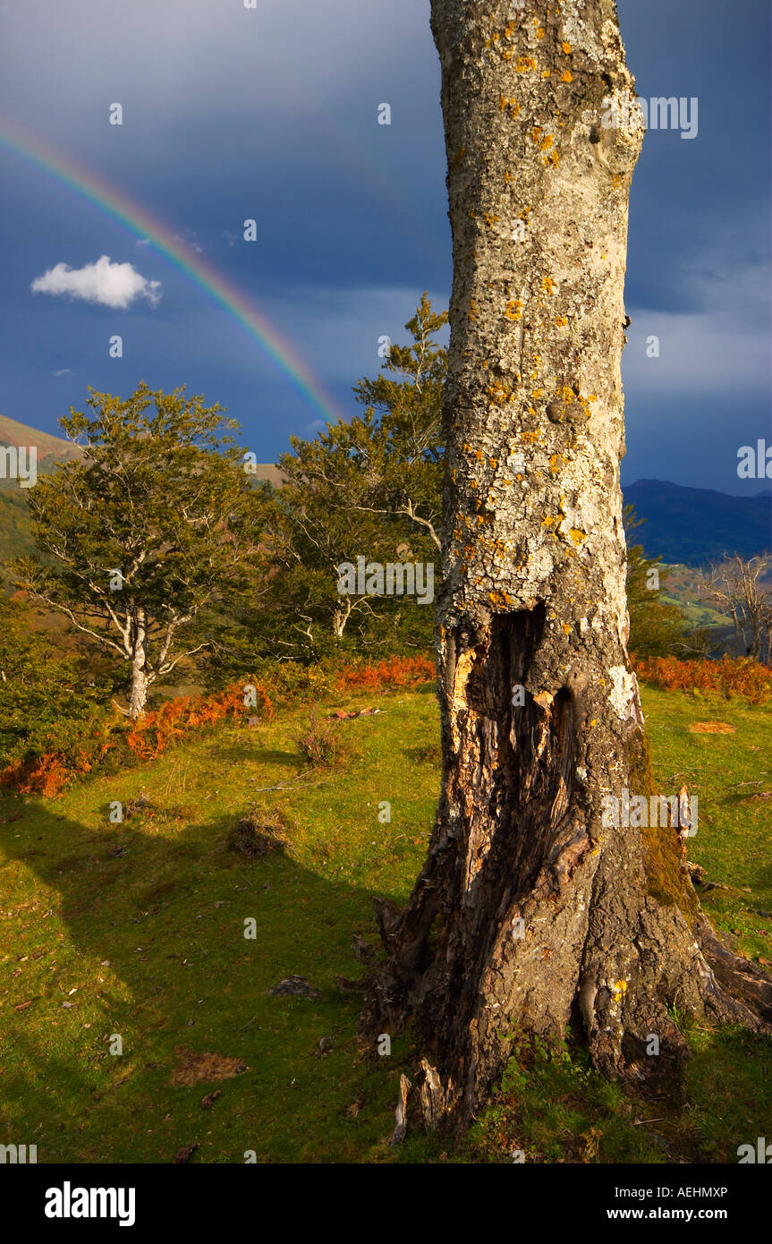 Arco Iris y Haya Quinto Real Kintoa Navarra España Regenbogen und Buche Navarra-Spanien Stockfoto