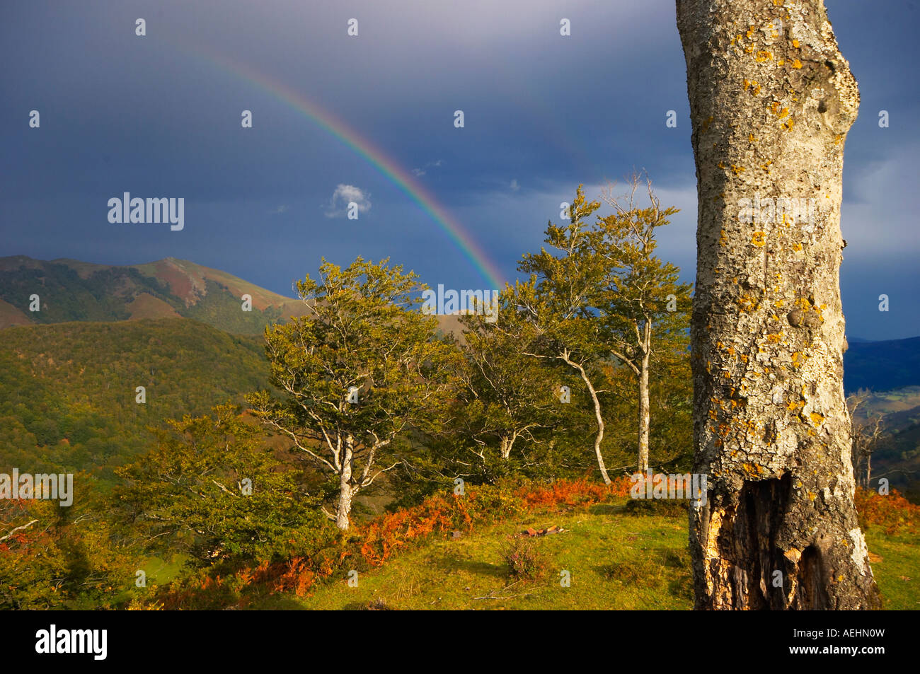 Arco Iris y Haya Quinto Real Kintoa Navarra España Regenbogen und Buche Navarra-Spanien Stockfoto