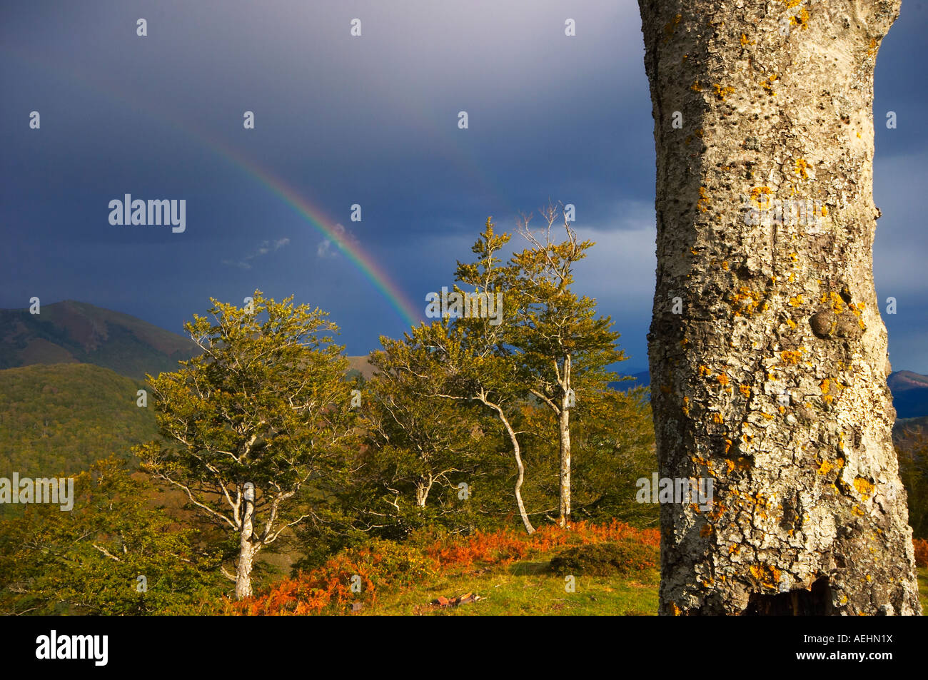 Arco Iris y Haya Quinto Real Kintoa Navarra España Regenbogen und Buche Navarra-Spanien Stockfoto