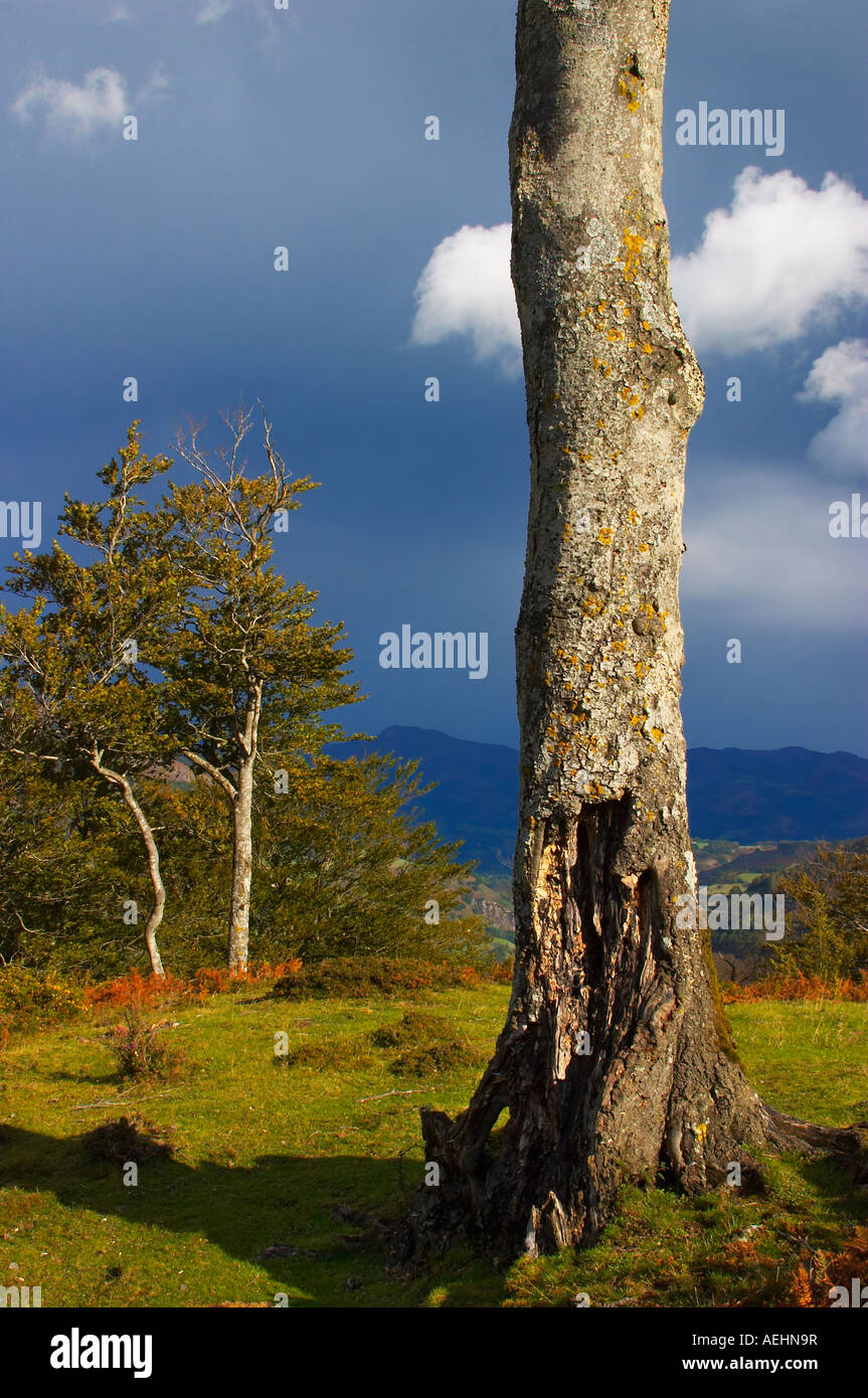 Arco Iris y Haya Quinto Real Kintoa Navarra España Regenbogen und Buche Navarra-Spanien Stockfoto