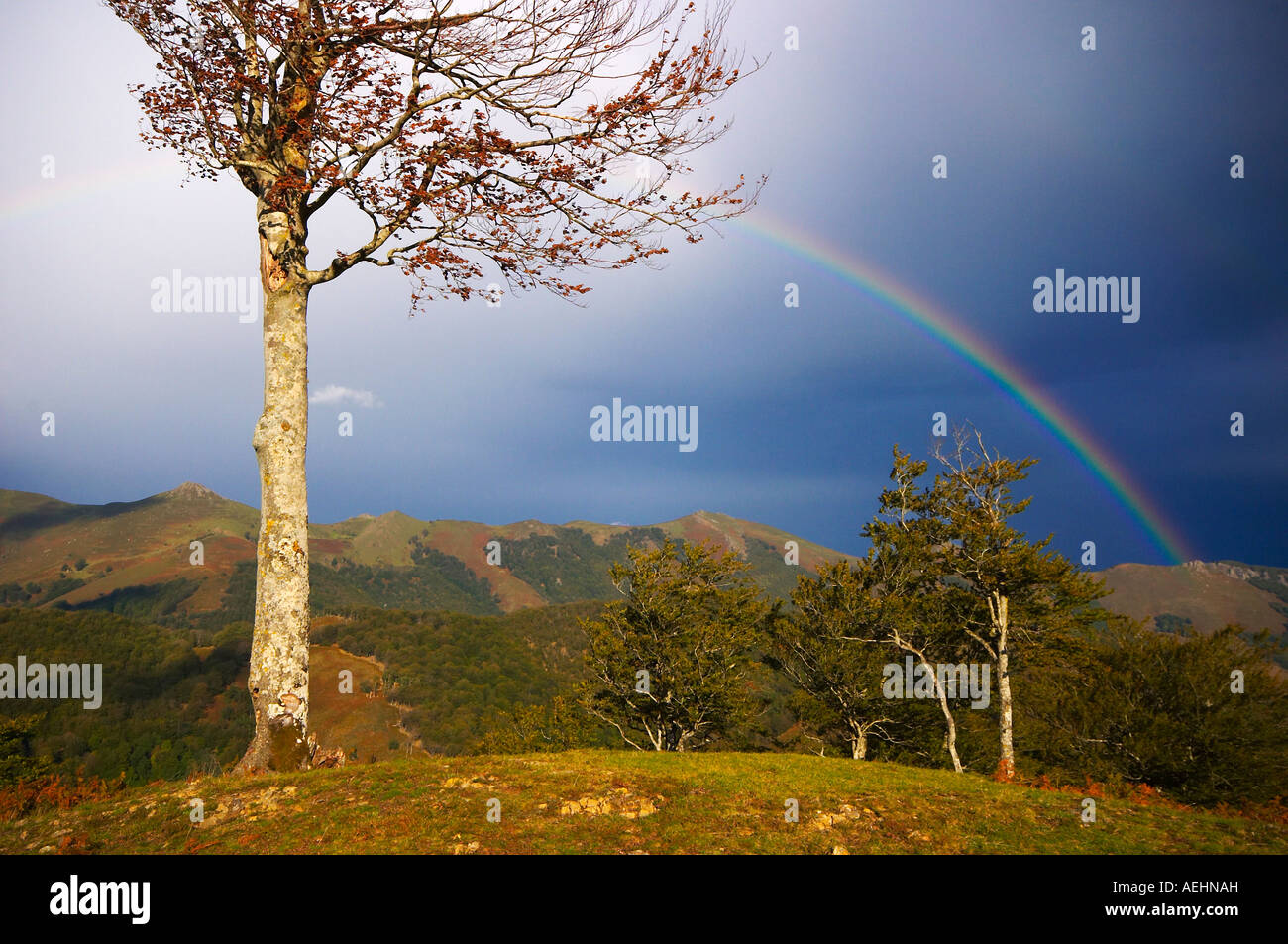 Arco Iris y Haya Quinto Real Kintoa Navarra España Regenbogen und Buche Navarra-Spanien Stockfoto