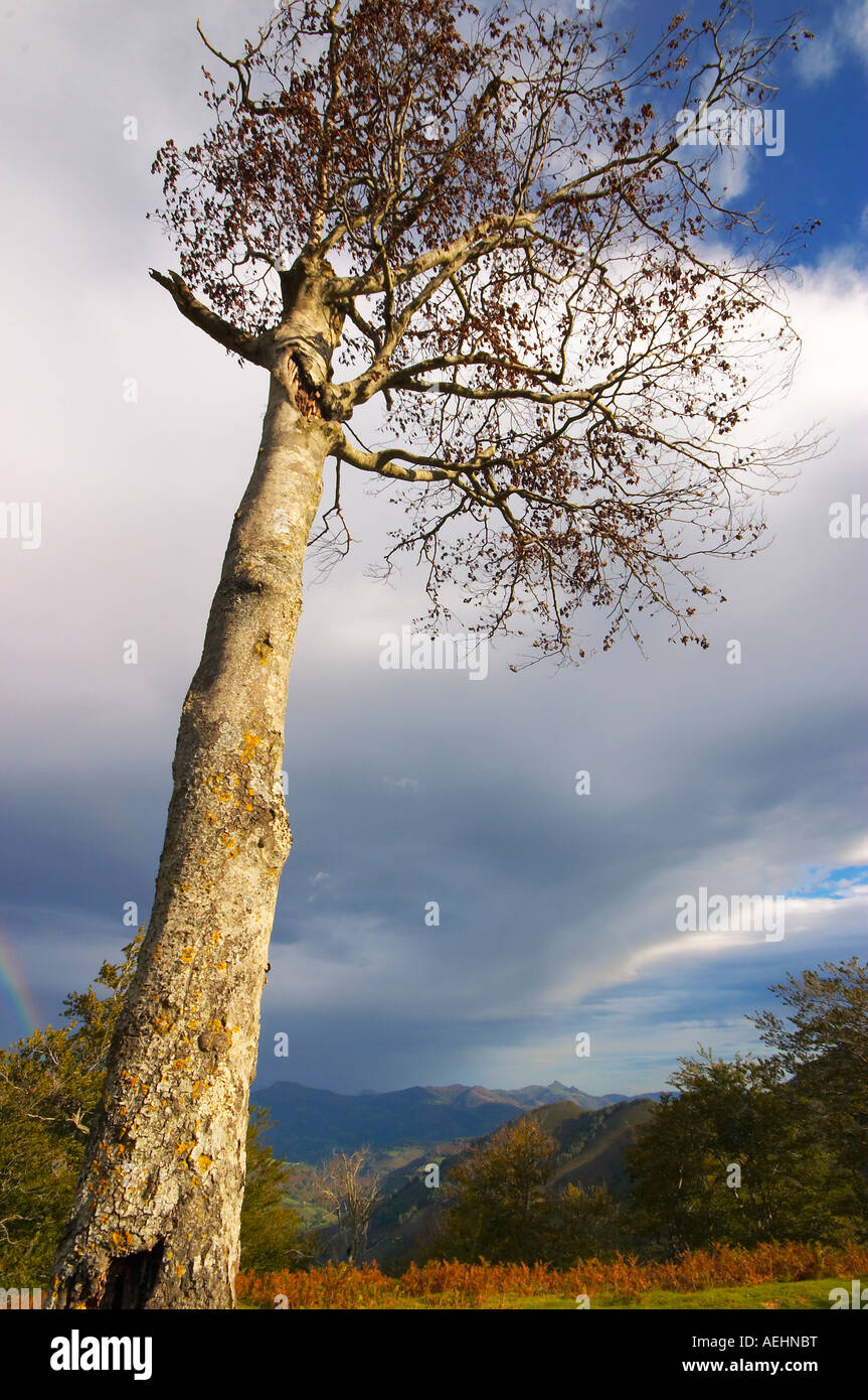 Haya Quinto Real Kintoa Navarra España Buche Navarra Spanien Stockfoto