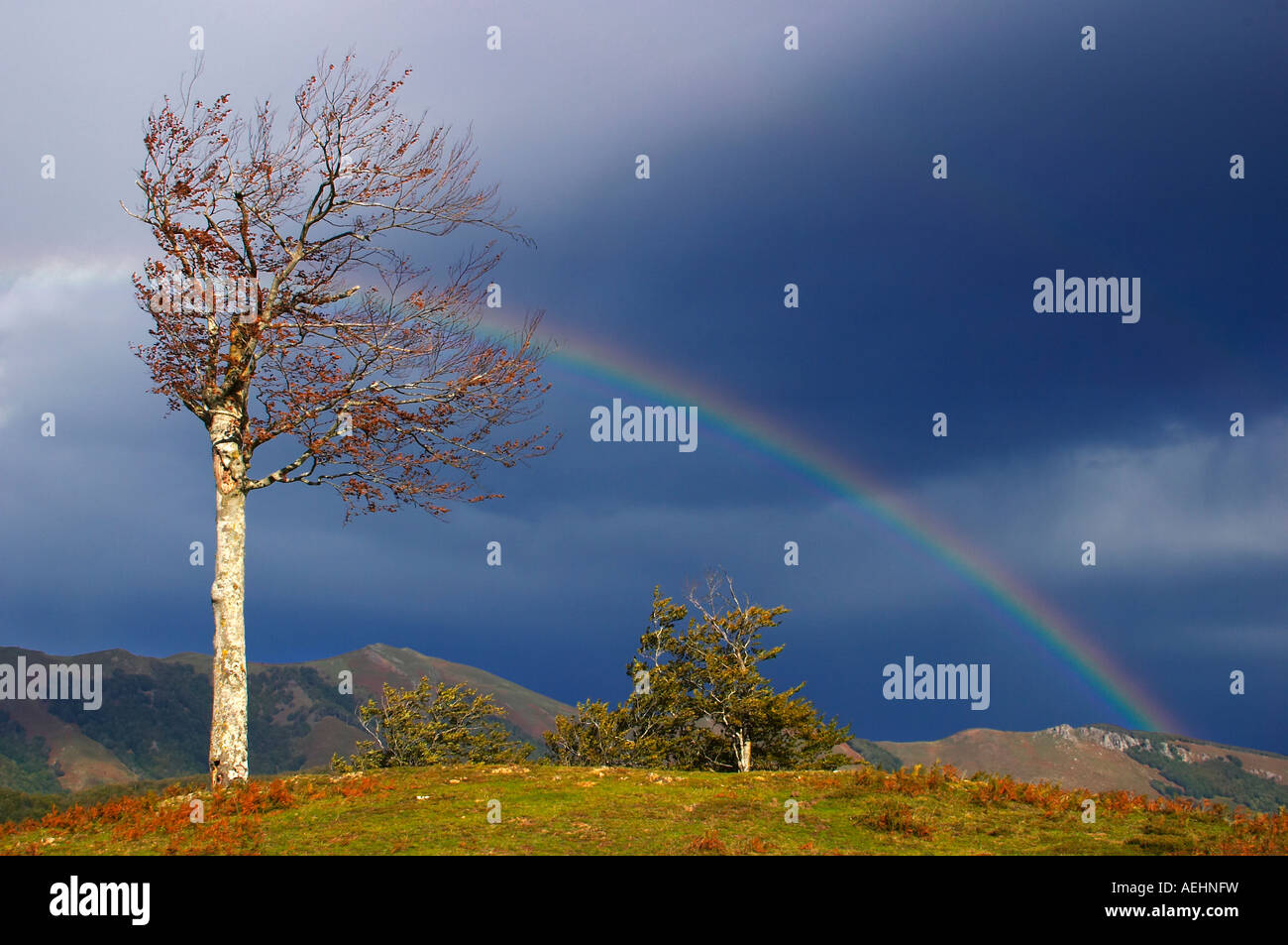 Arco Iris y Haya Quinto Real Kintoa Navarra España Regenbogen und Buche Navarra-Spanien Stockfoto