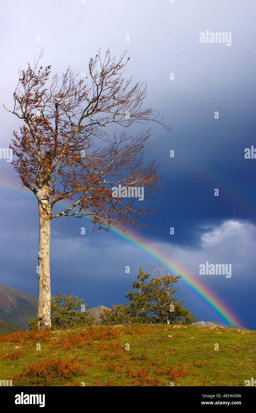 Arco Iris y Haya Quinto Real Kintoa Navarra España Regenbogen und Buche Navarra-Spanien Stockfoto