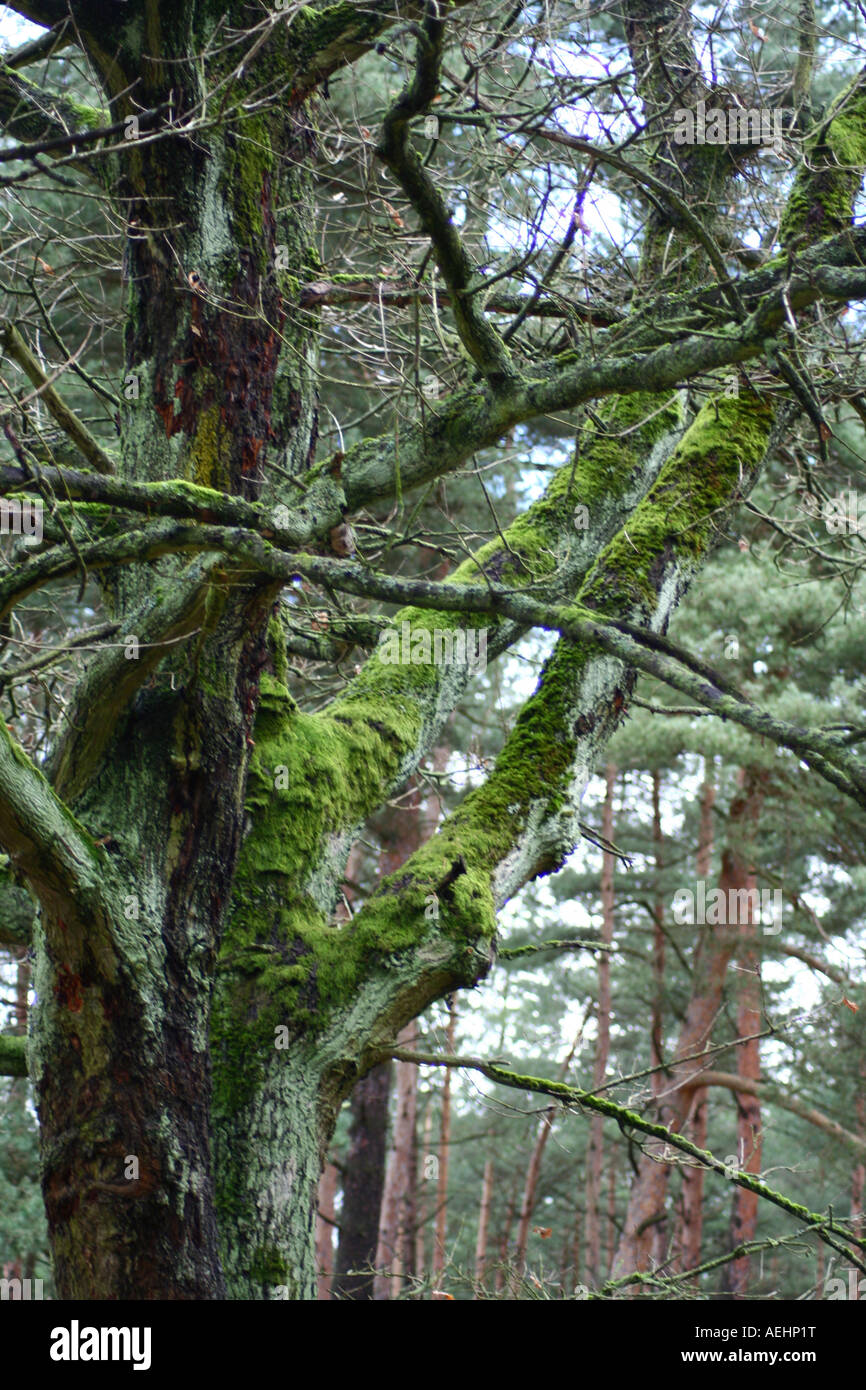 Baum Moos bedeckt Stockfoto