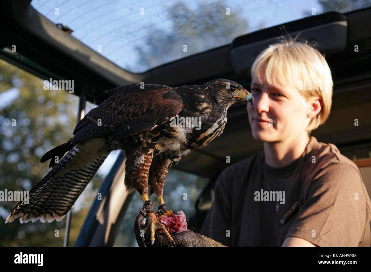 Weibliche Falkner Stefanie Paul ist Kaninchen mit Alice, ihren amerikanischen Wüste Bussard Falke Falcon Muenchen bin 25 08 2007 Stockfoto