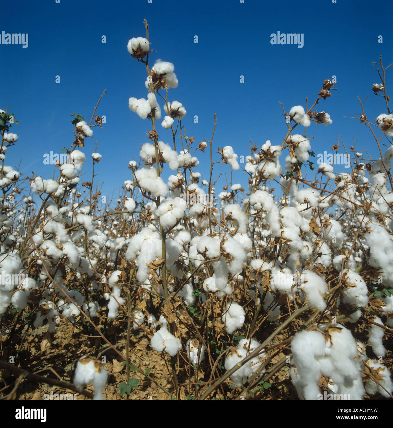 Baumwollernte mit weißen flauschigen offen Sprungseile Ernte Zeit California Stockfoto