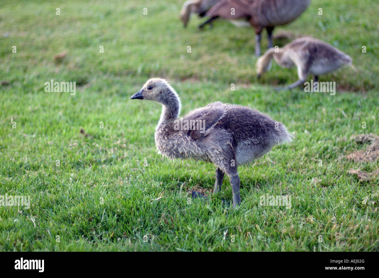 Baby Kanadagänse in den Rasen. Stockfoto