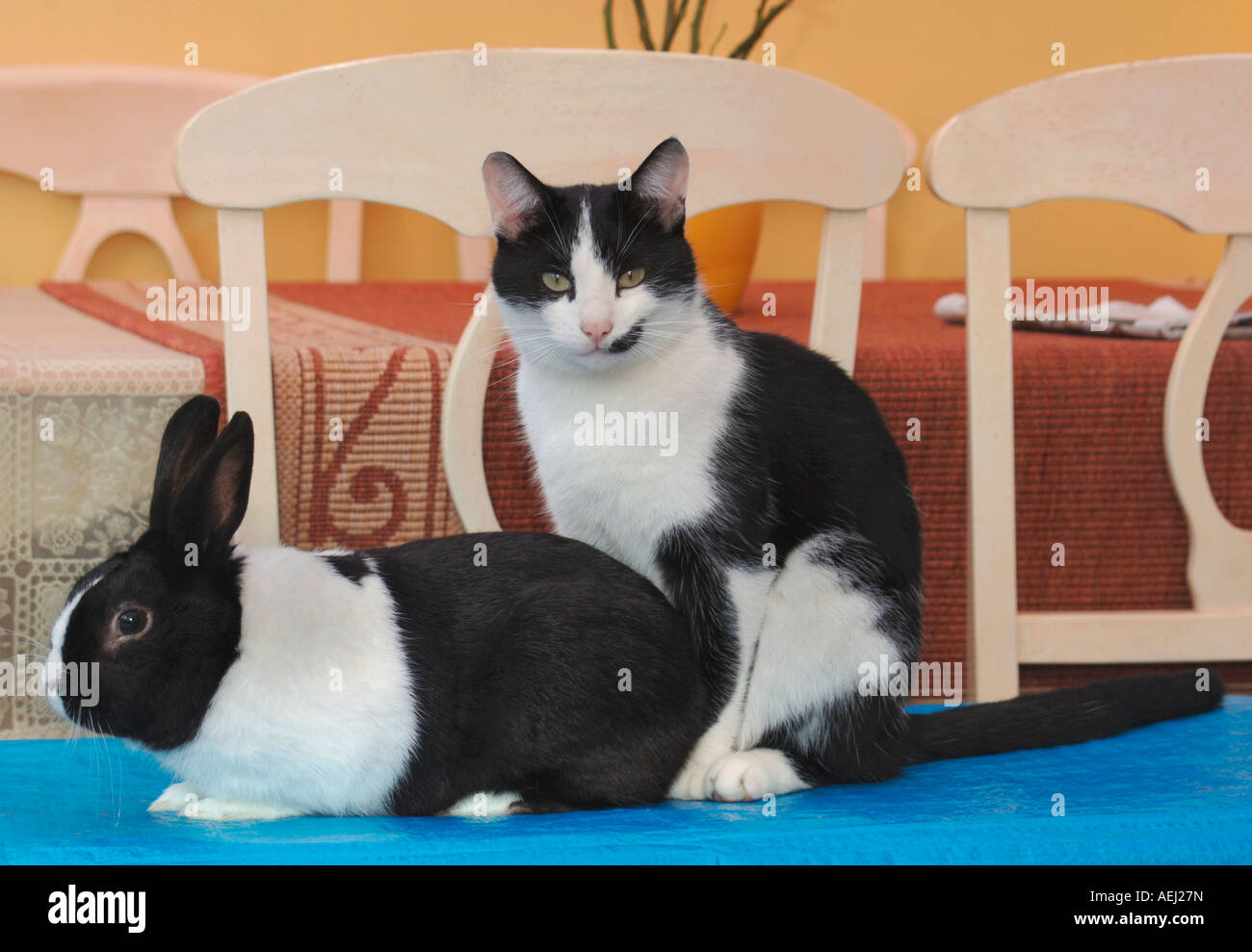 Haustier Katze & Kaninchen zusammen Stockfoto