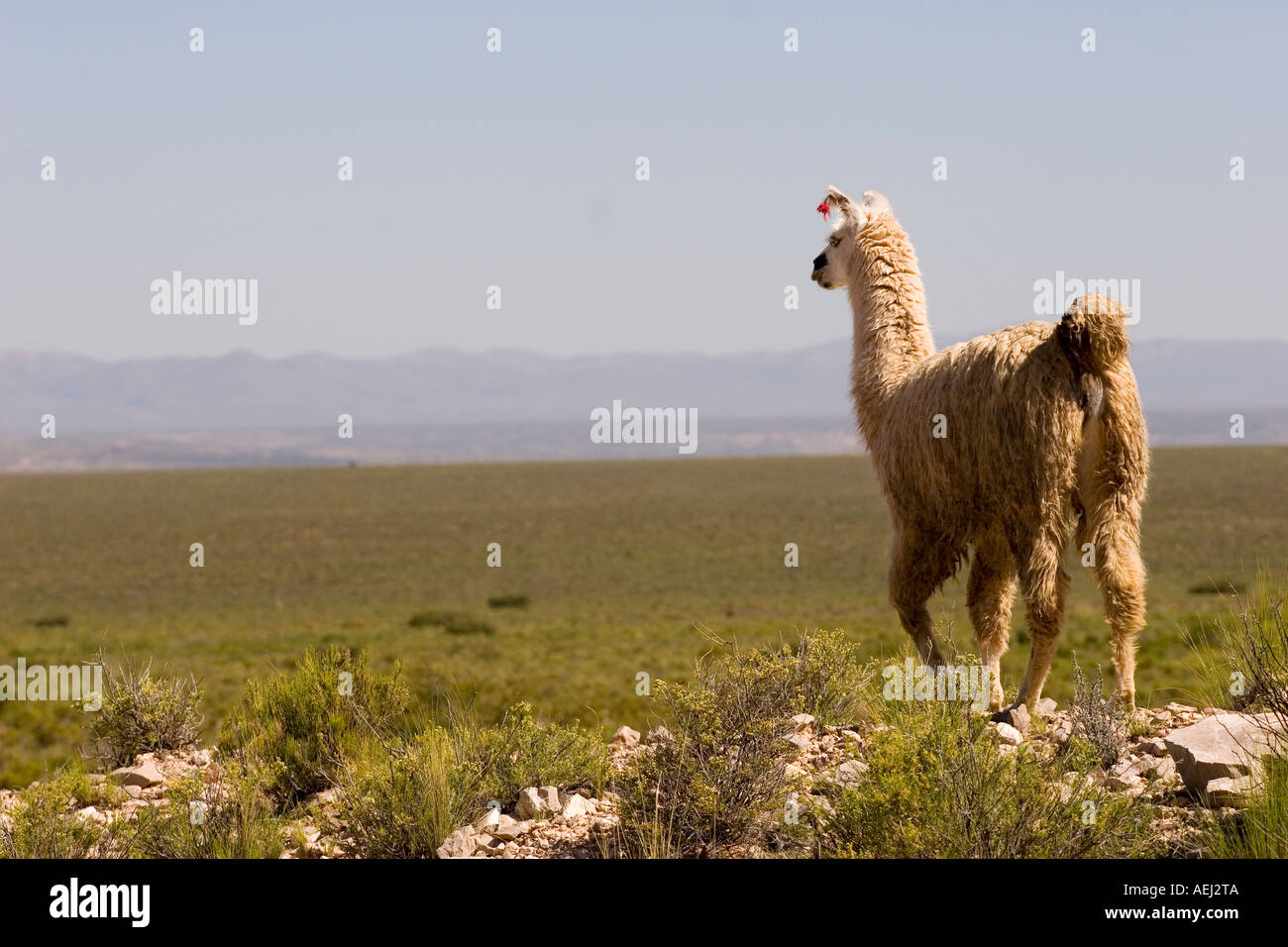 Lama in der Nähe von Yavi Provincia de Jujuy, Argentinien Stockfoto
