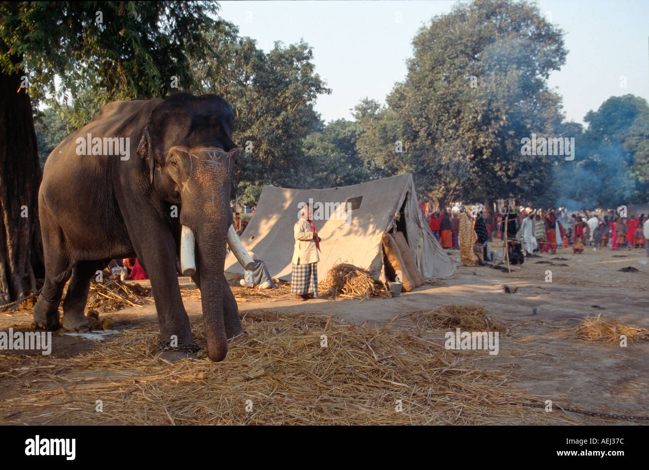 Elefant zum Verkauf im Haathi Basar, Sonepur Mela, Sonepur, Bihar, Indien Stockfoto
