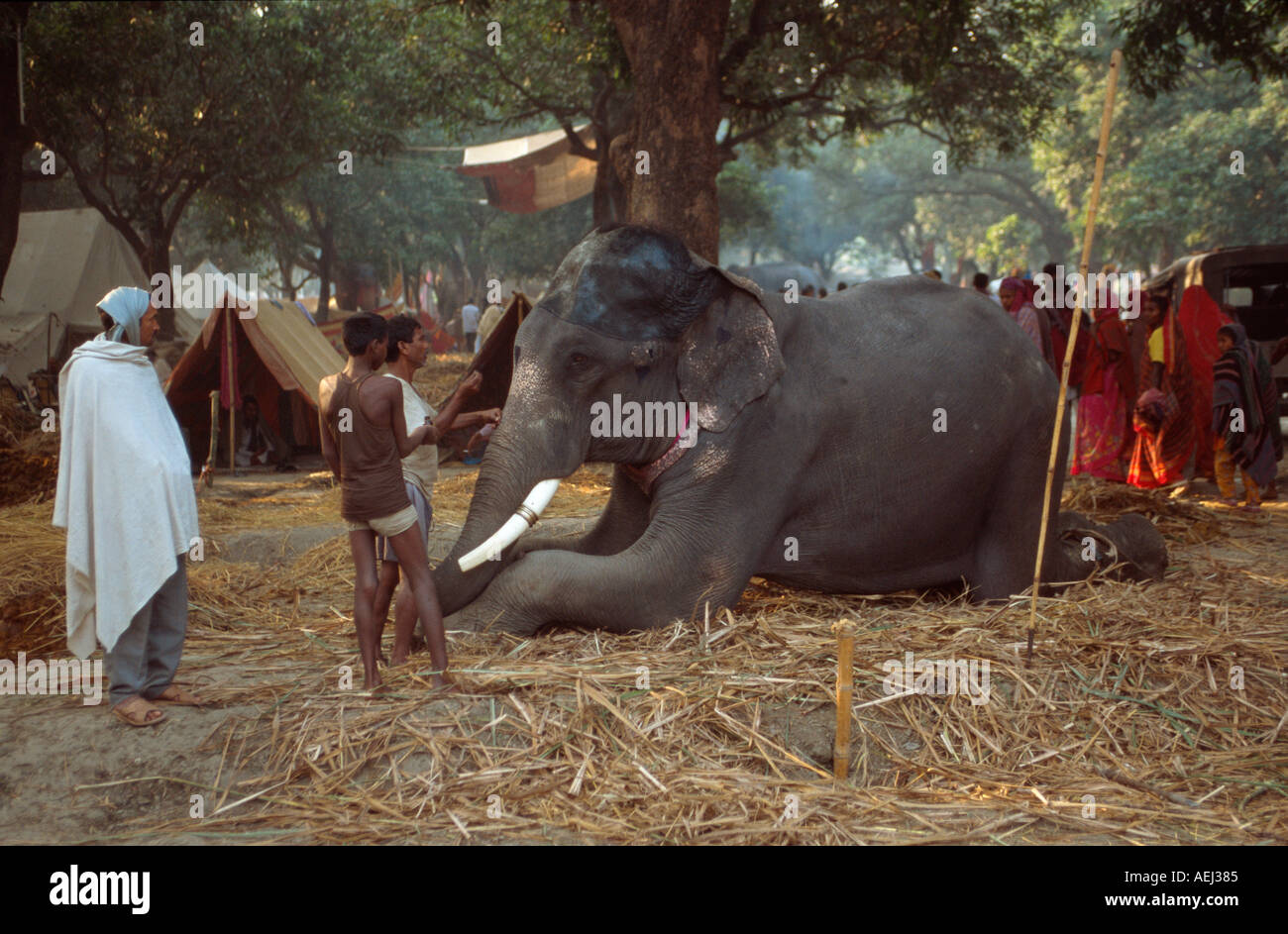 Elefant, vorbereitet für den Verkauf im Haathi Basar, Sonepur Mela, Sonepur, Bihar, Indien Stockfoto