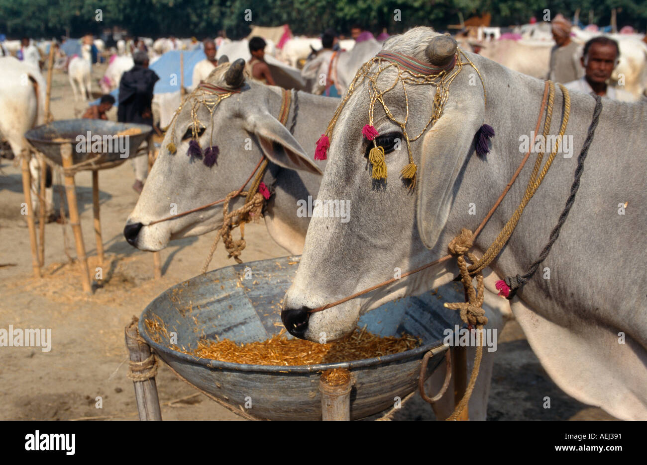 Rinder zum Verkauf an die Sonepur Mela, Sonepur, Bihar, Indien Stockfoto