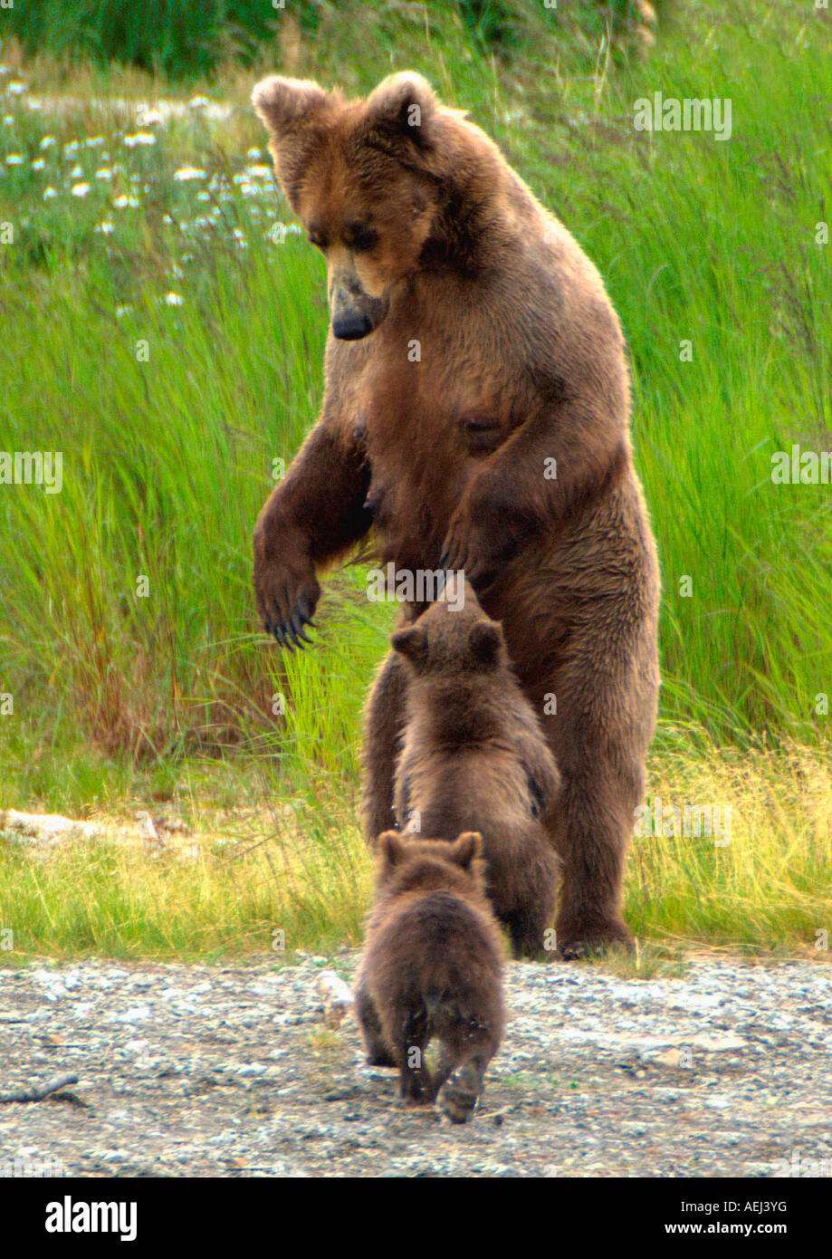 Weibliche Braunbären mit zwei jungen in Katmai Nationalpark, Alaska. Stockfoto
