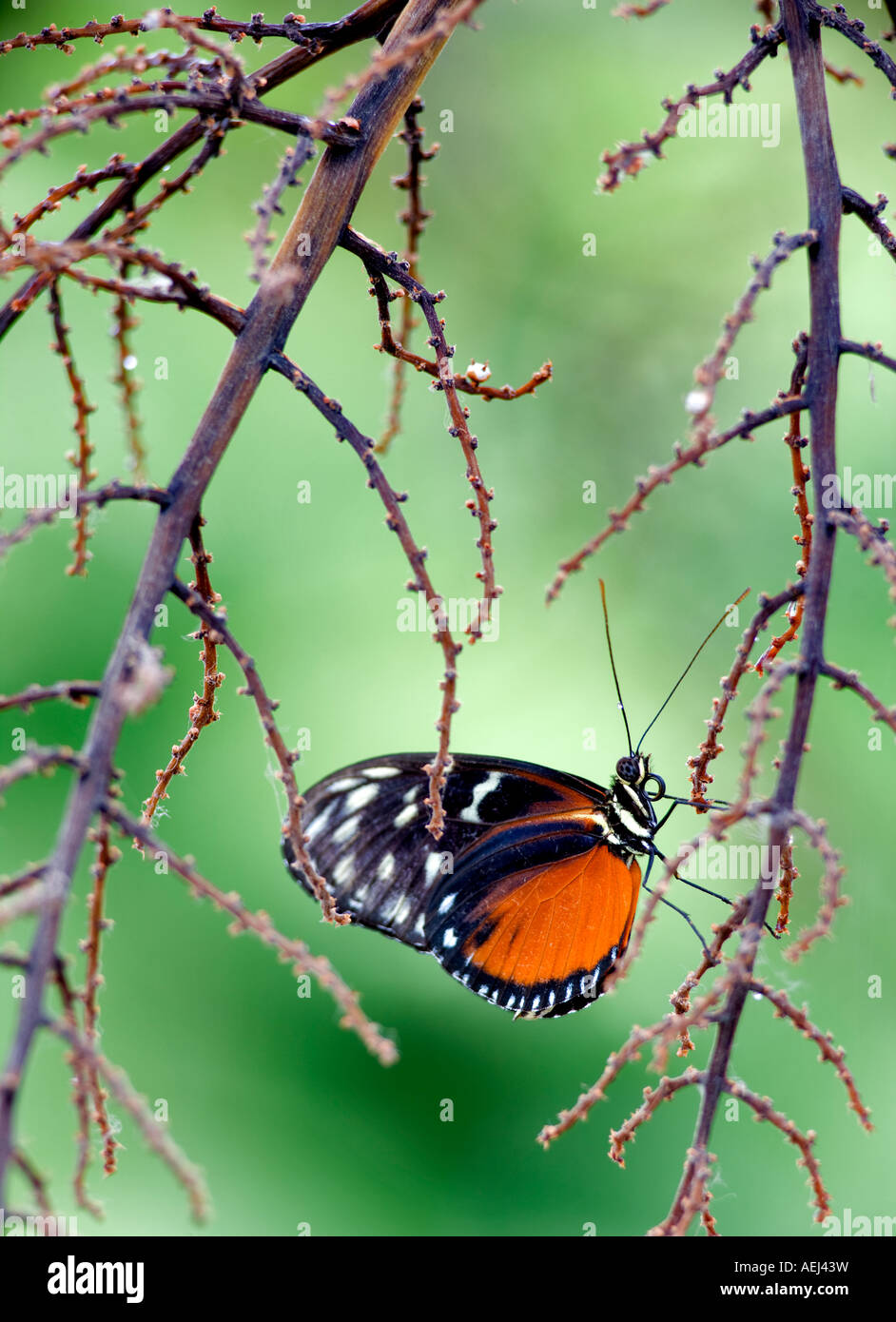 Goldene Helicon Schmetterlinge Helicomius Aigeus Portland Zoo Oregonm Stockfoto