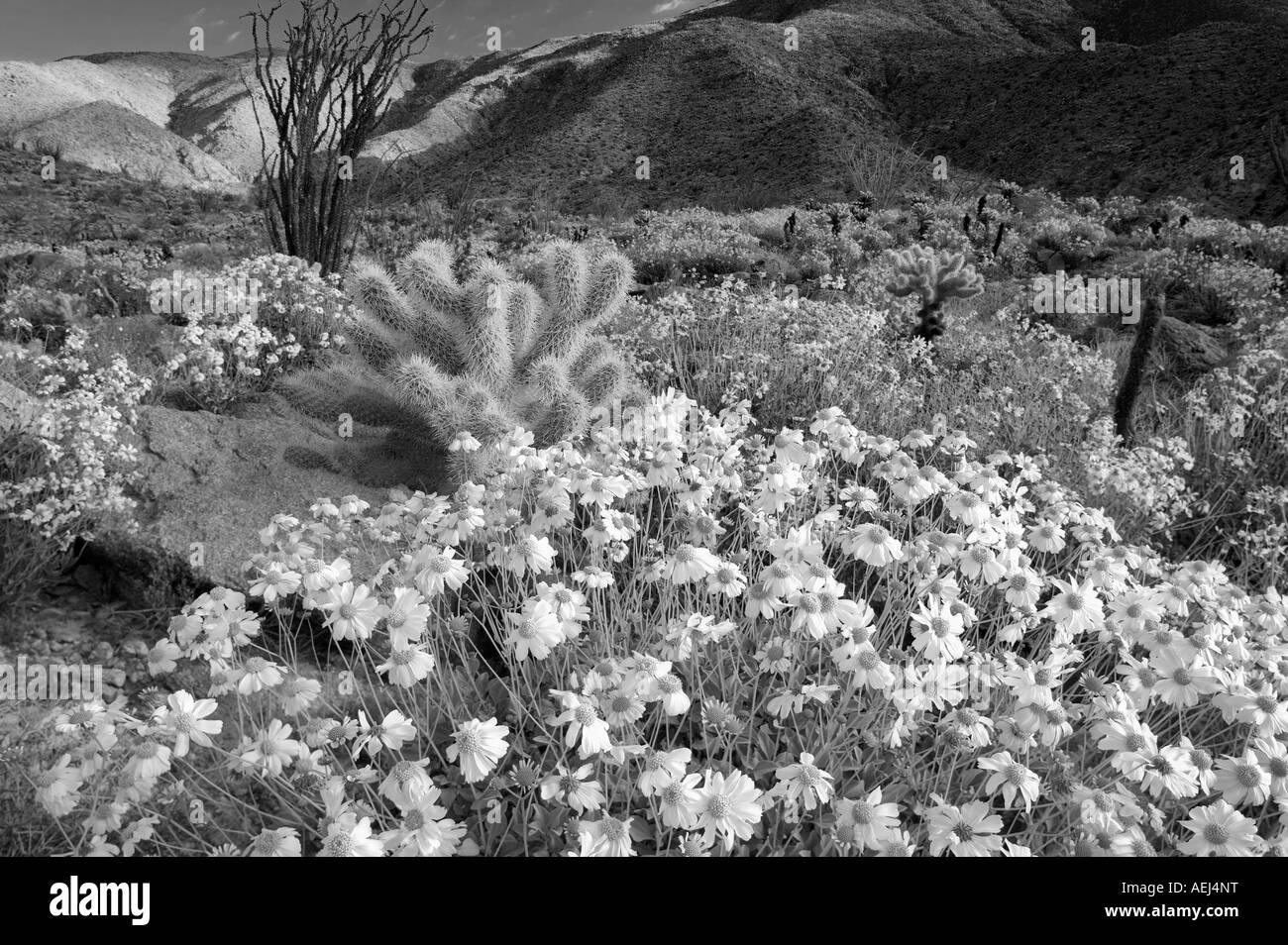 Gelben Blüten der Brittlebrush Encelia Farinosa Cholla Catus und Ocotillo Anza Borrego Desert State Park California Stockfoto