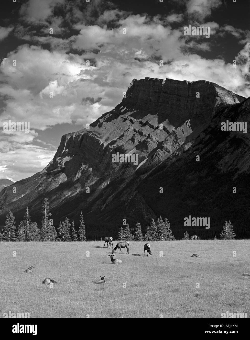 Mount Rundle und Elche in Wiese Banff National Park Kanada Stockfoto