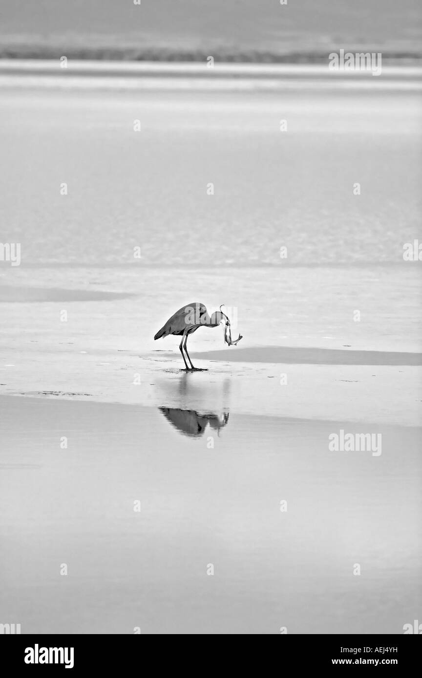 Great Blue Heron mit Fisch Lower Klamath Herbst National Wildlife Refuge California Stockfoto