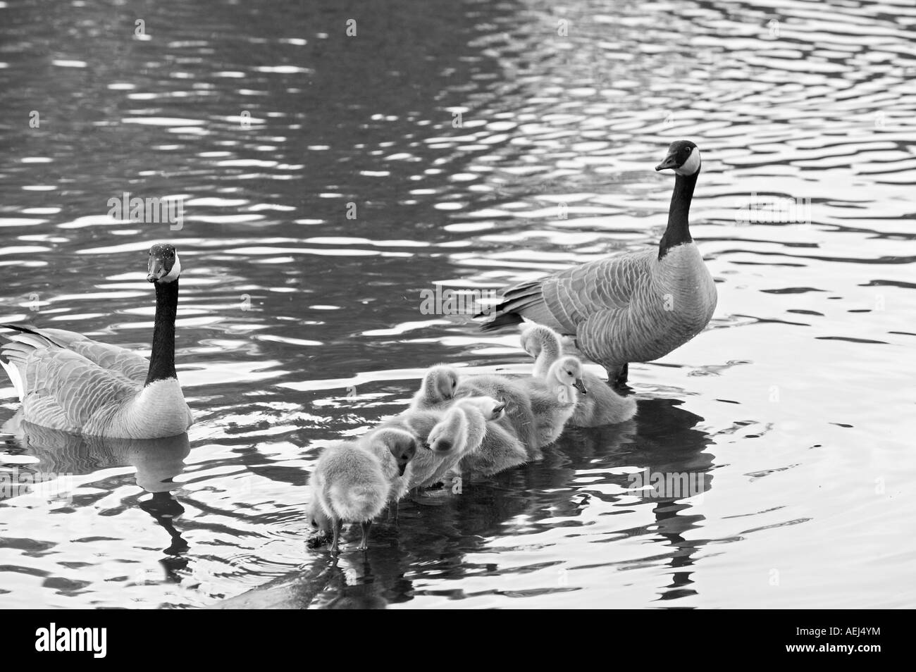 Kanadische Gänse Baby Eltern Reinigung sich Crystal Springs Rhododendron Garten Portland Oregon Stockfoto