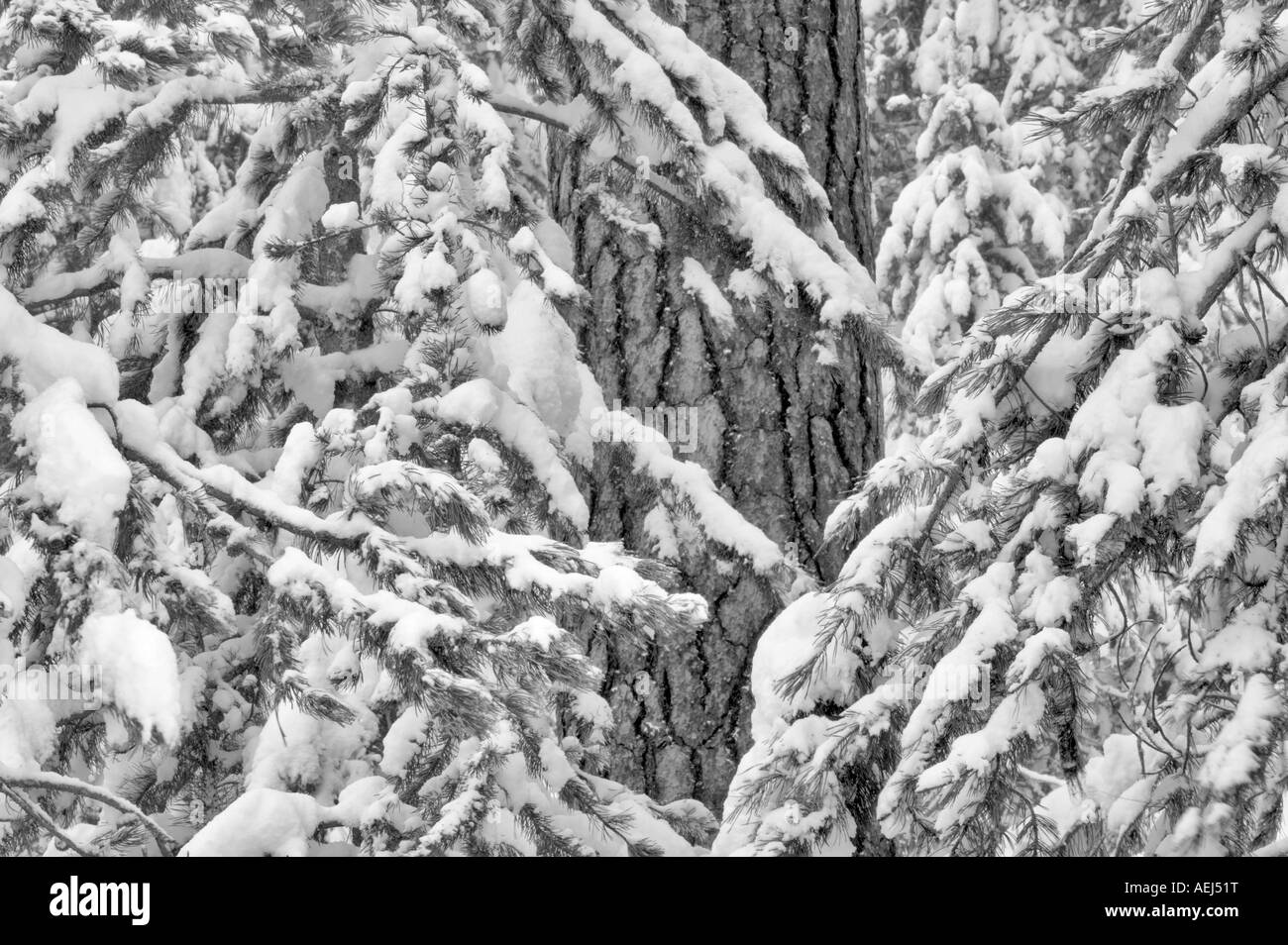 Schnee mit Ponderosa-Kiefer Elkhorn fahren National Scenic Byway Oregon Stockfoto