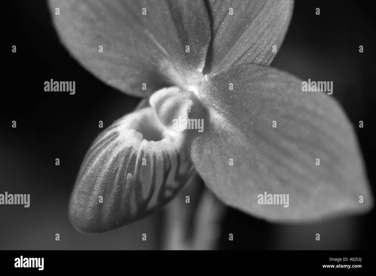 Orchid Phrag Besseae Haven X besseae Smokin Stockfoto
