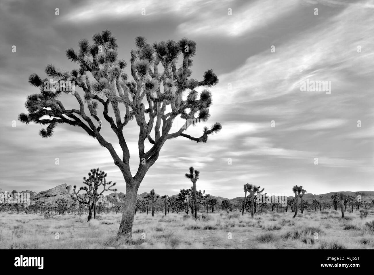 Sonnenaufgang in Joshua Bäume in Joshua Tree Nationalpark Kalifornien Stockfoto
