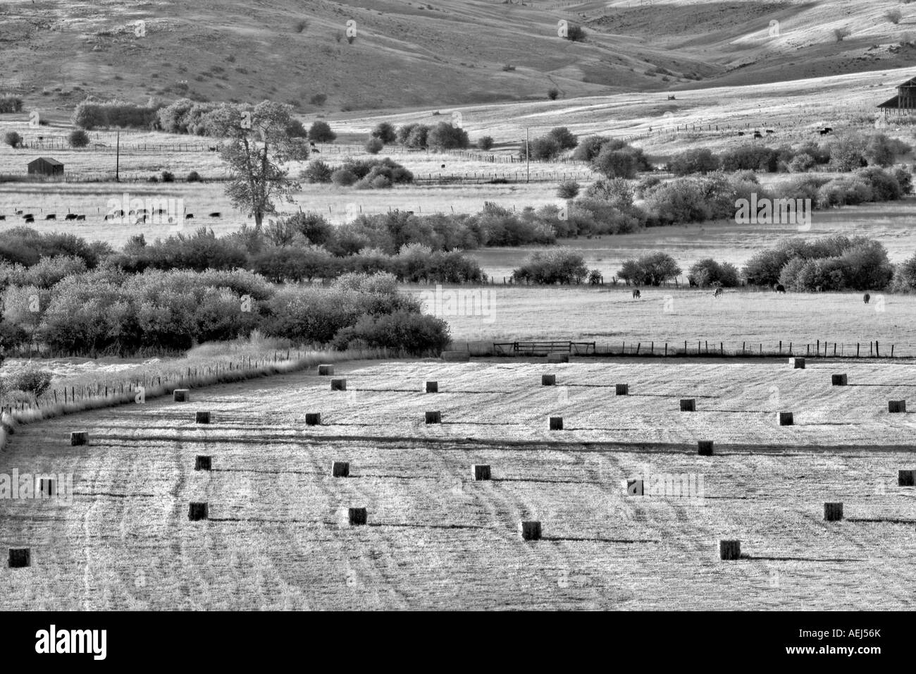 Großen Kautionen von Heu und Vieh in Weide in der Nähe auf halbem Weg Oregon Stockfoto