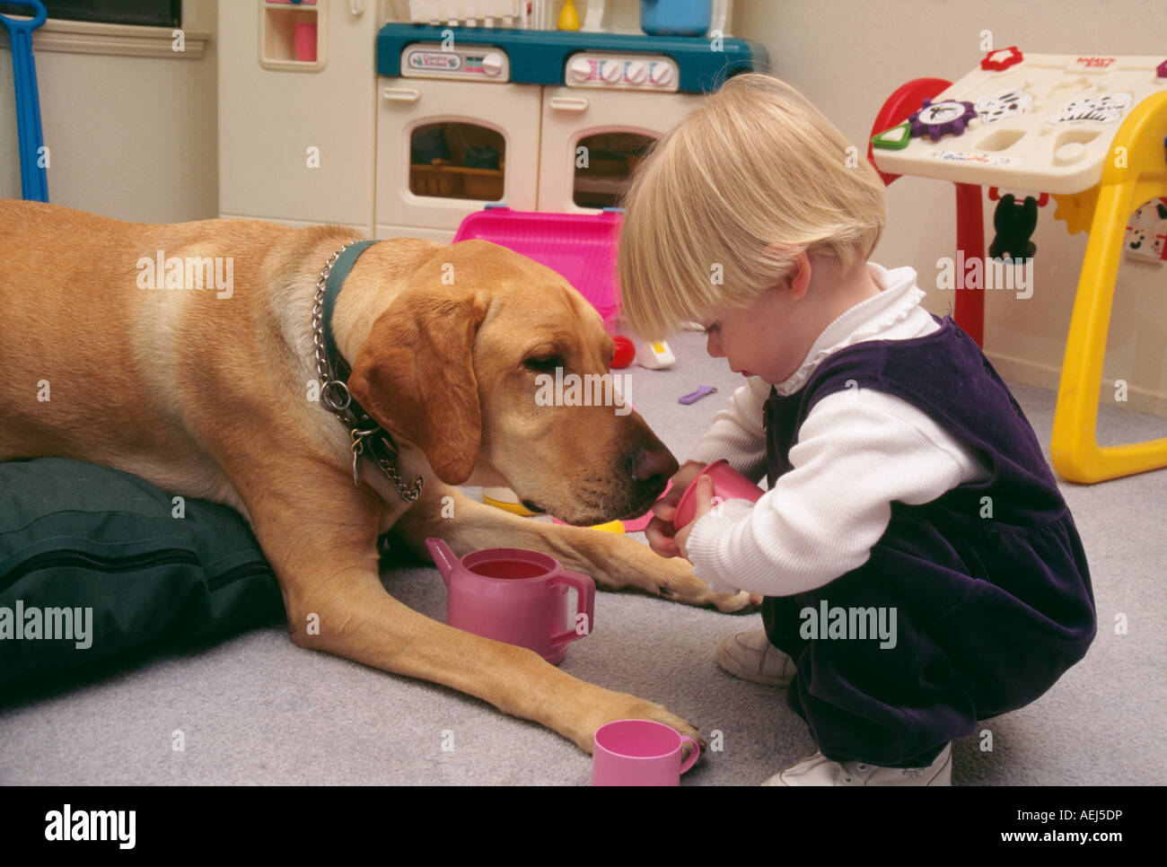 18 Monate 2 Jahre alten Mädchen spielen Tea Party mit ihrem Golden Labrador Retriever Hund kind Spielen spielt Hund Profil Seitenansicht HERR © Myrleen Pearson Stockfoto