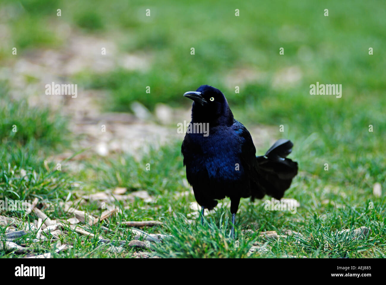 Schwarzer Rabe Vogel Stockfoto