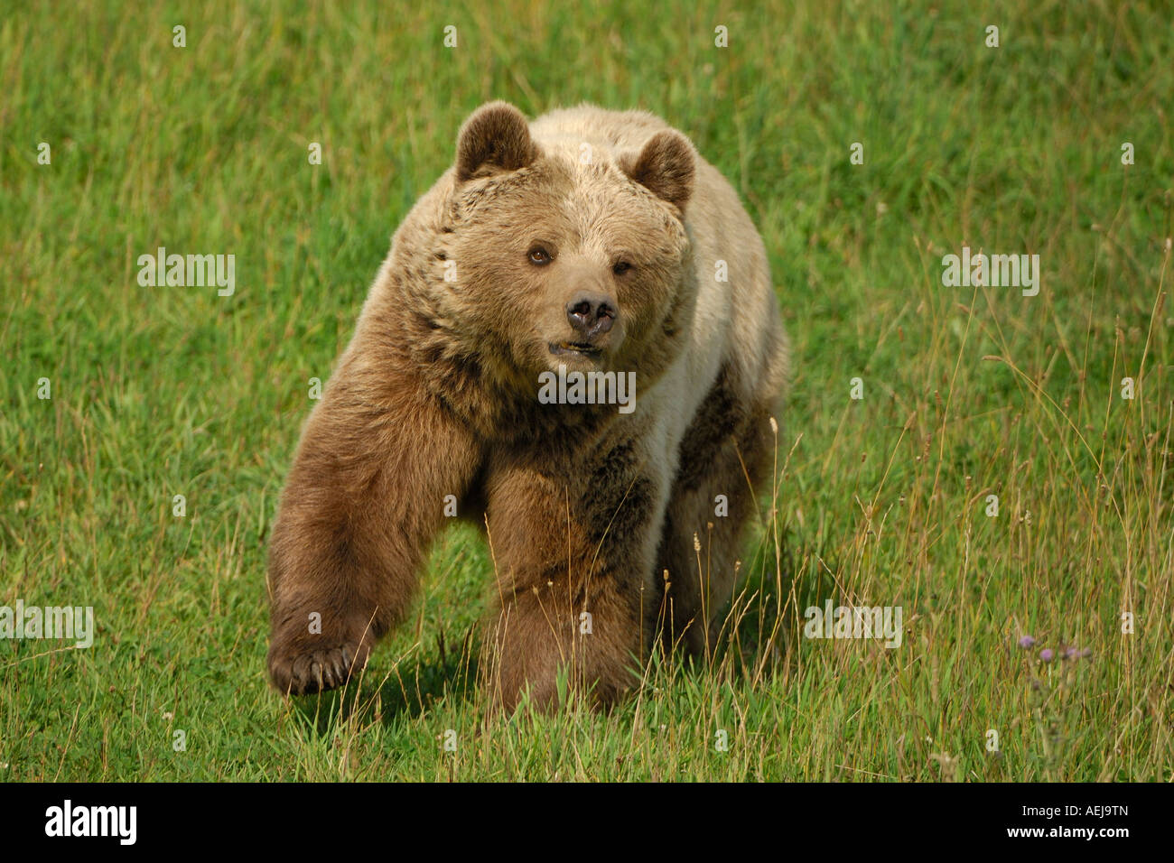 Braunbär (Ursus Arctos), She Bär laufen Stockfoto